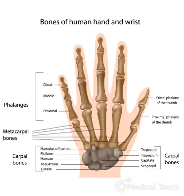 functions of the hands and wrists functions of the hands and wrists